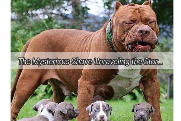 The Mysterious Shave Unraveling the Story Behind a Pups Unexpected Grooming Transformation